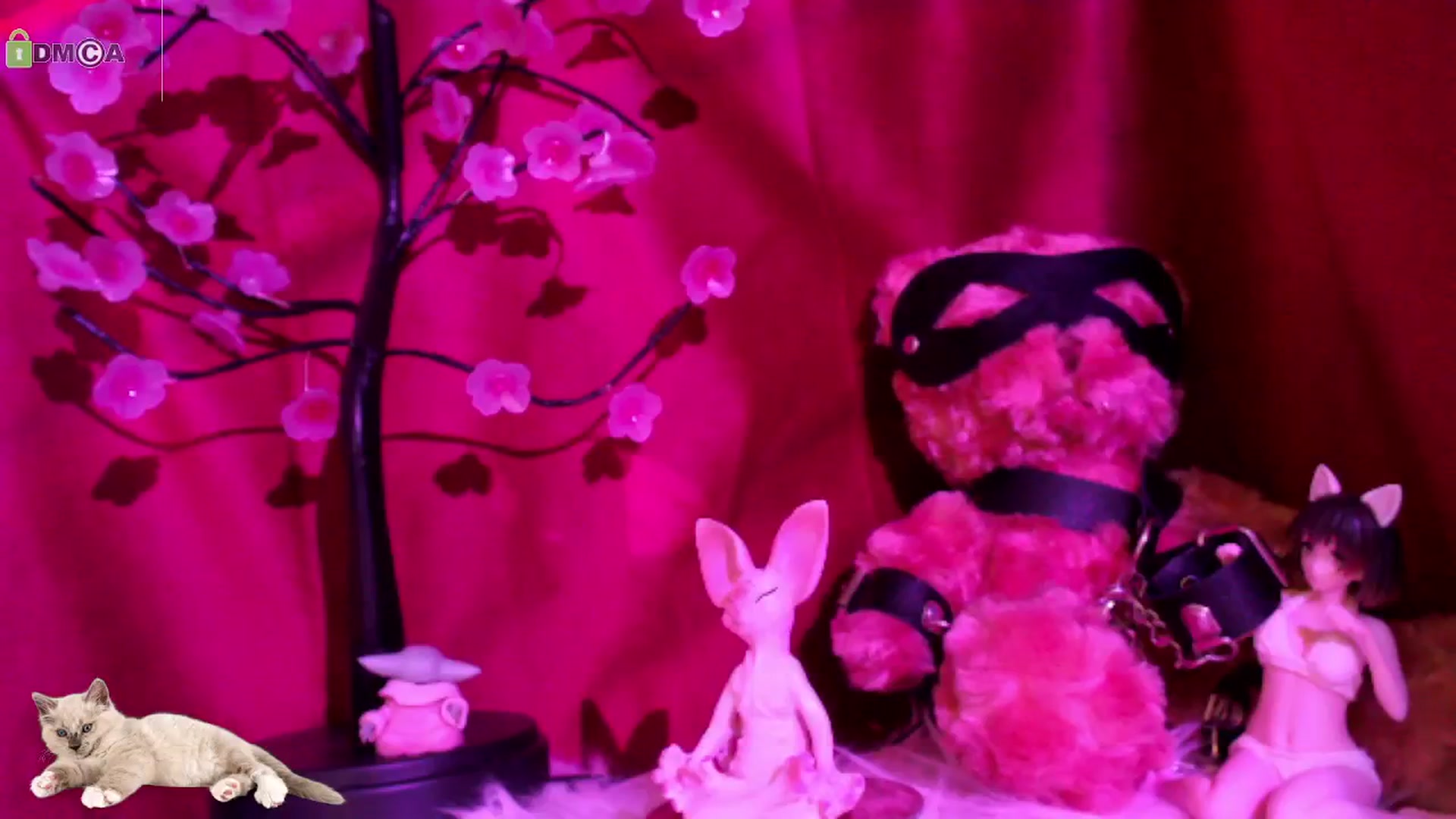 meows video thumbnail