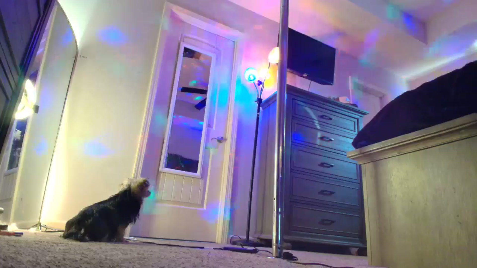 PoleBunnyXxx video thumbnail