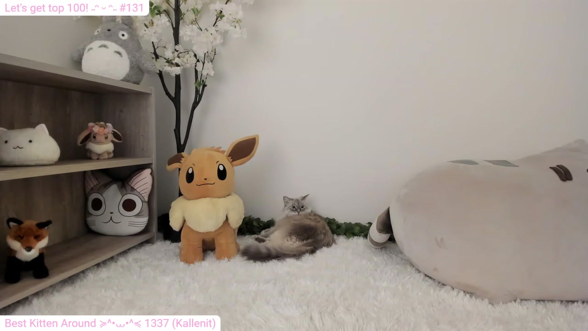 Kitty video thumbnail