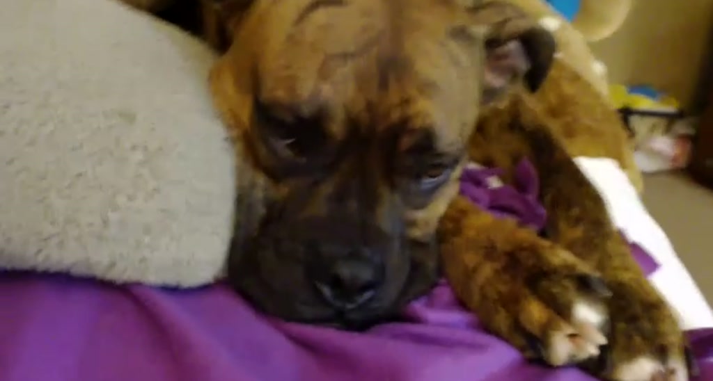 DaisyDestin video thumbnail