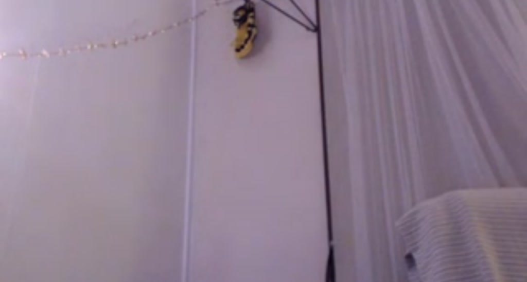 Bee_la video thumbnail
