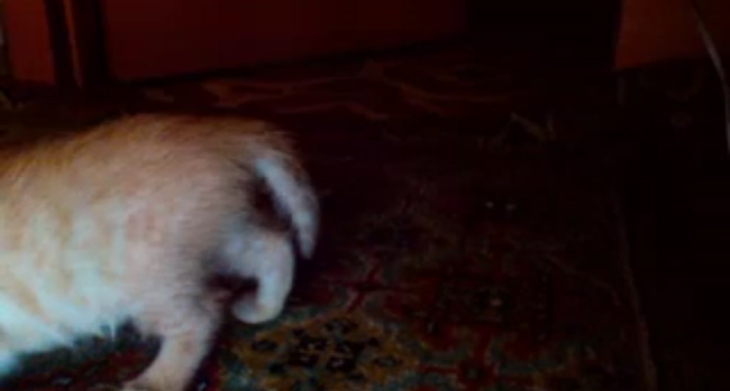 SuperBunny_ video thumbnail