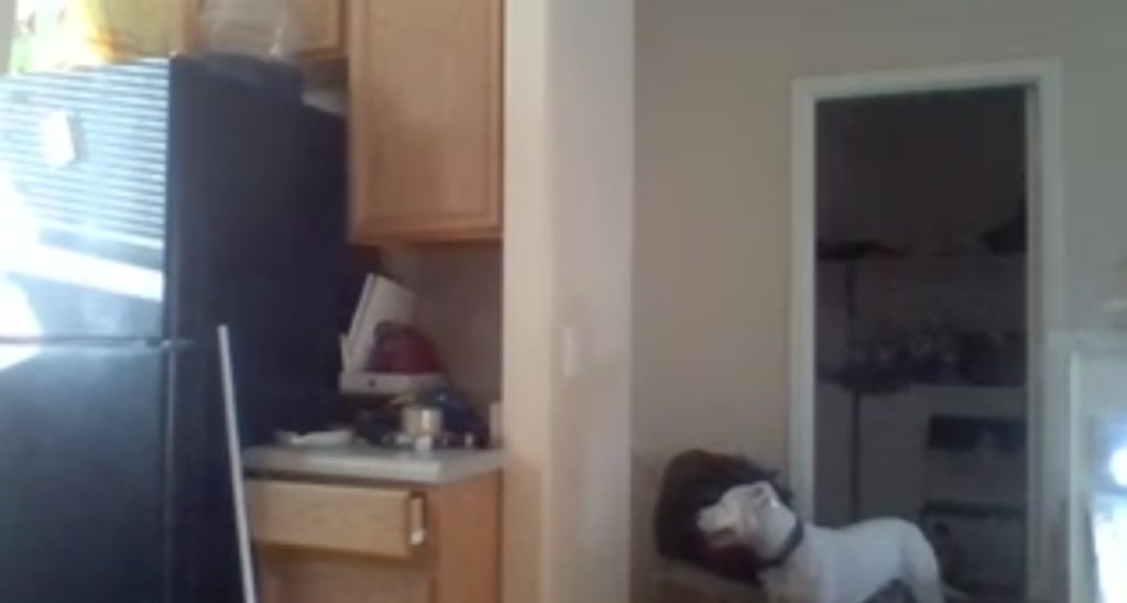 Kittylick420 video thumbnail