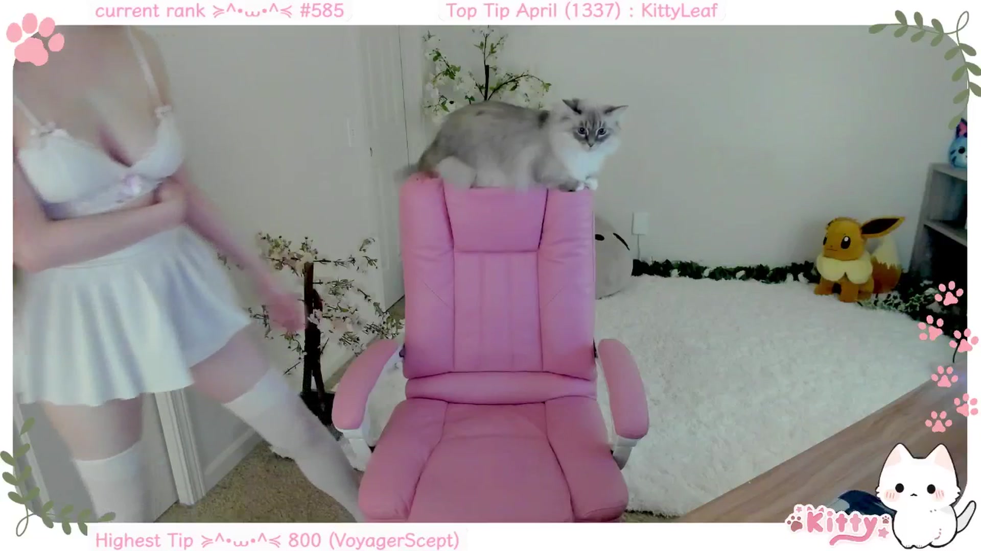 Kitty video thumbnail