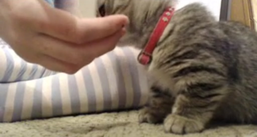 TiggerRosey video thumbnail