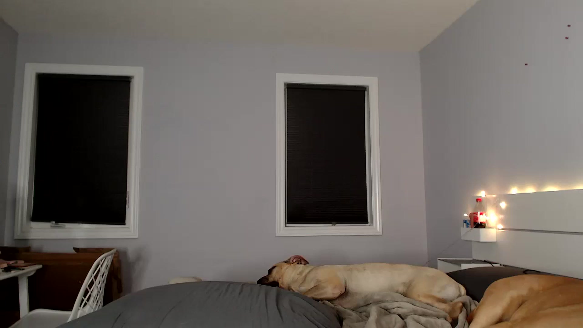 HaileeCameron video thumbnail