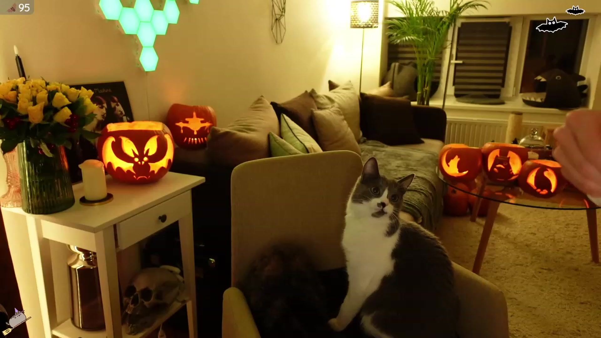 Maddie video thumbnail