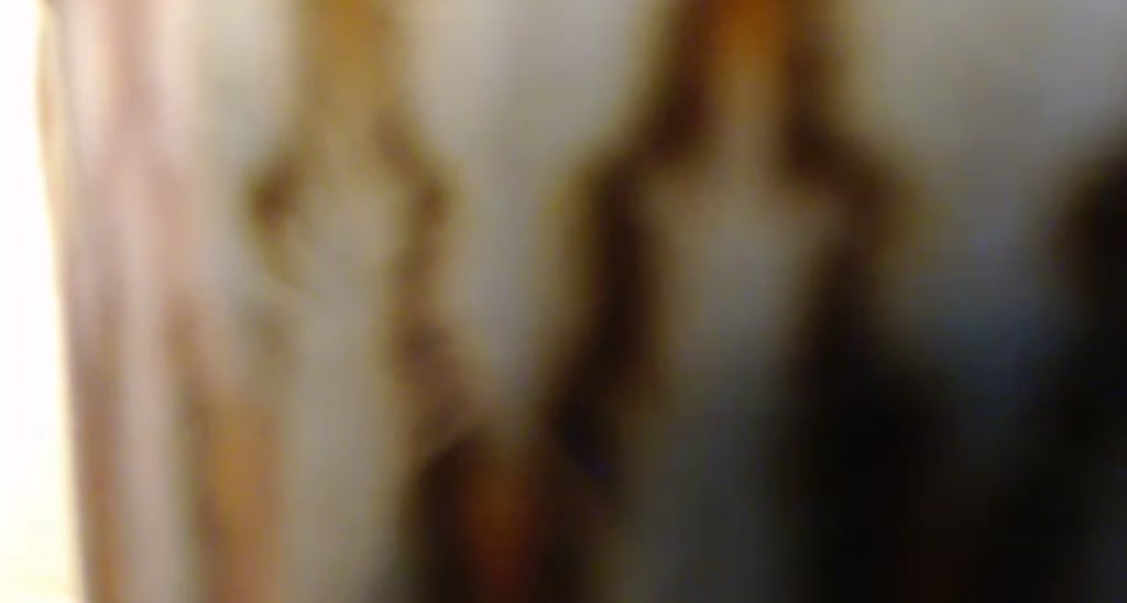 CoralOrgy video thumbnail