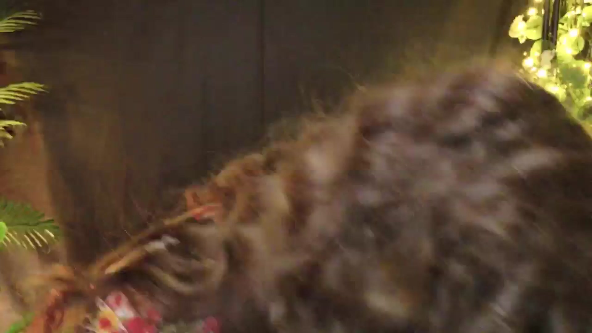 MilaJoulie video thumbnail