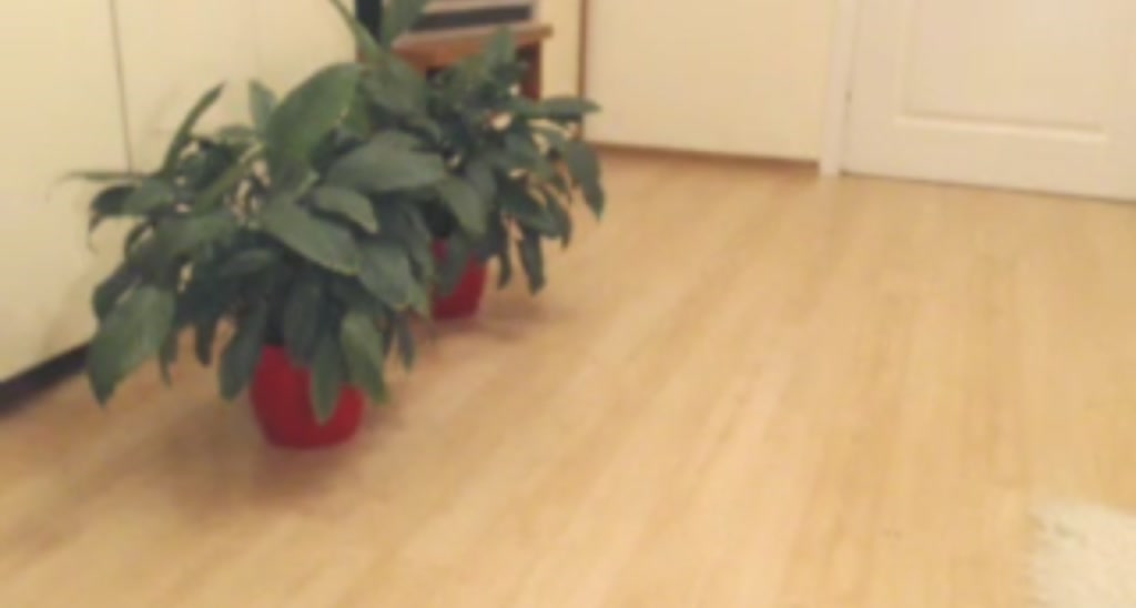GingerKittyXS video thumbnail