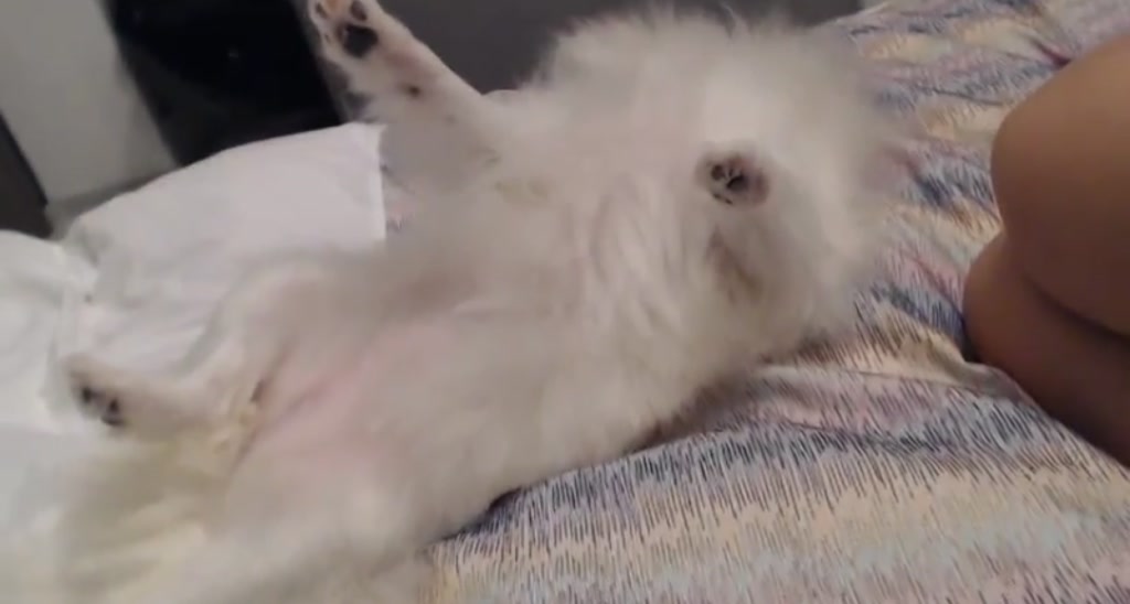 KeenAngelll video thumbnail