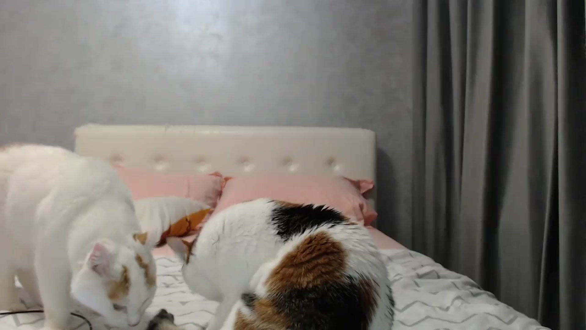 Aahh_Emilia video thumbnail