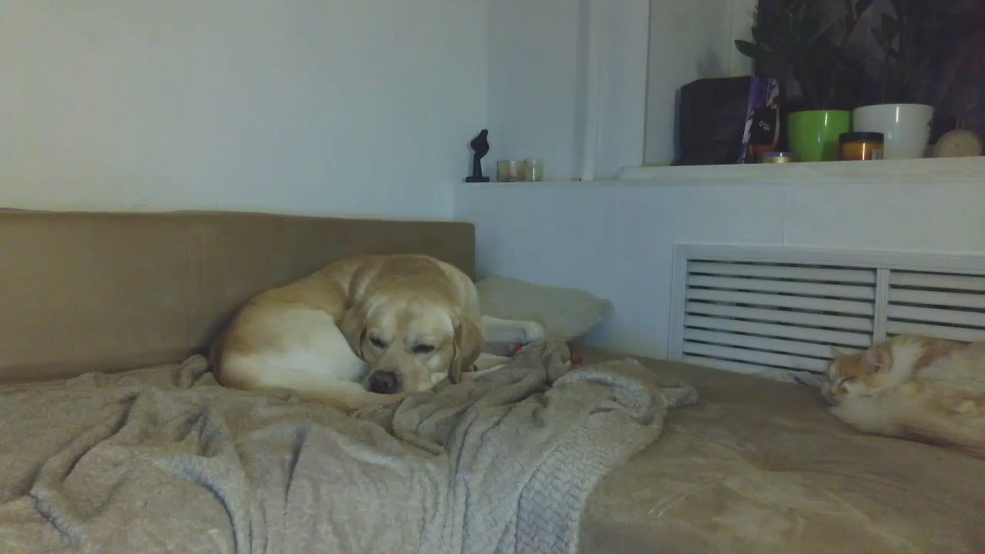 HaleyReed video thumbnail