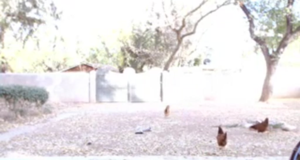 NevIsBack video thumbnail