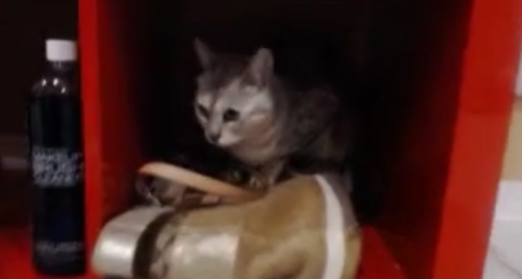 AllieBay video thumbnail