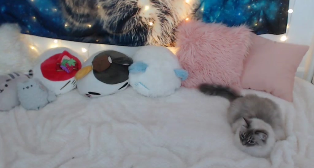 KittyNeko video thumbnail