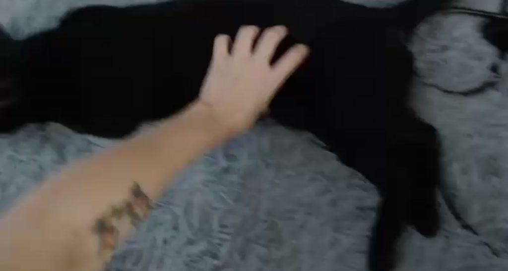 WhosZed video thumbnail