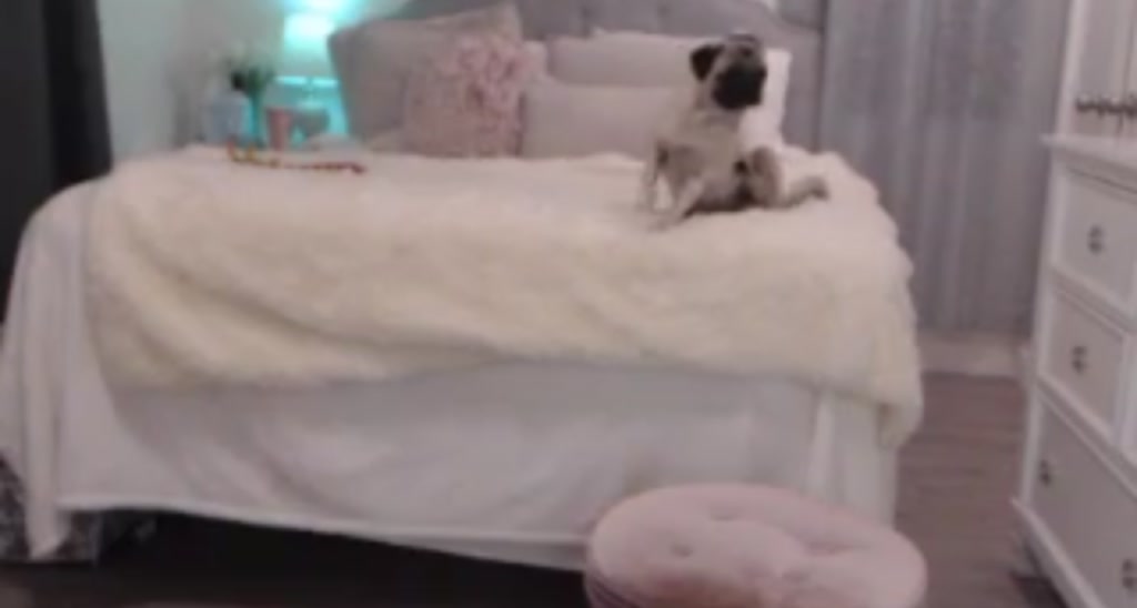 Queen_Bambi video thumbnail