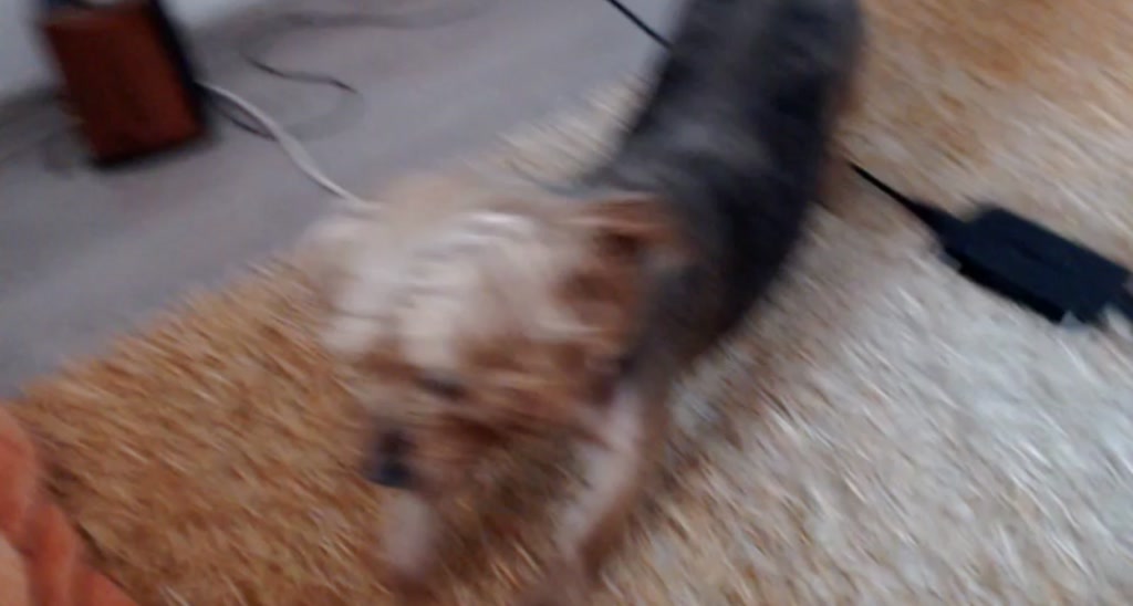aLeDoll video thumbnail