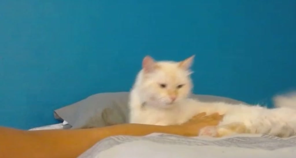 BuniBuni video thumbnail