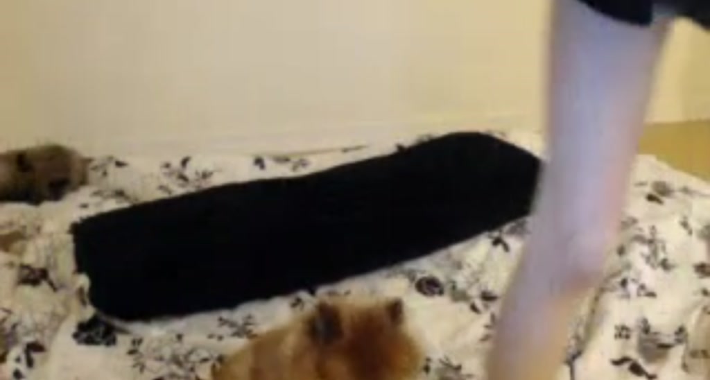 PumpkinSpice_ video thumbnail