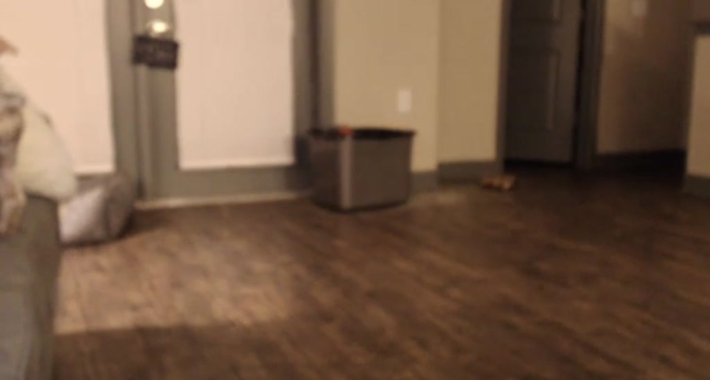 Kitten video thumbnail