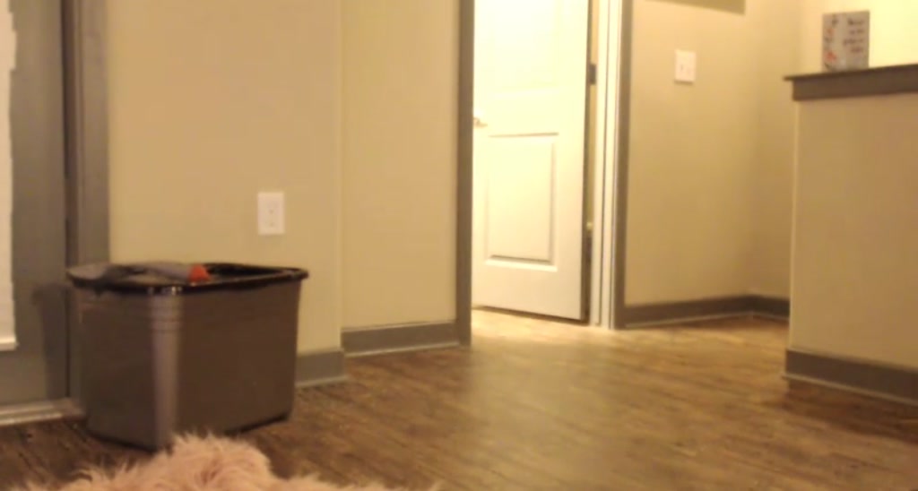 Kitten video thumbnail