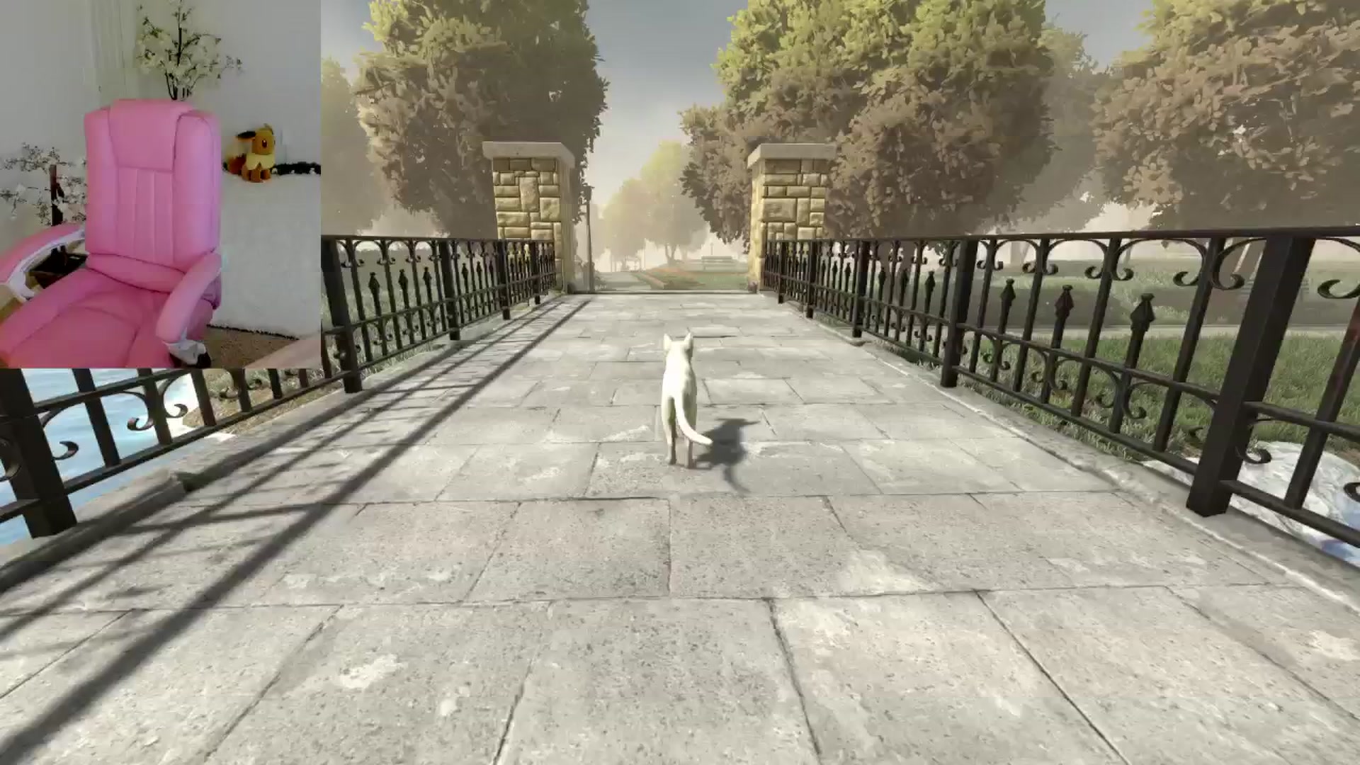 Kitty video thumbnail