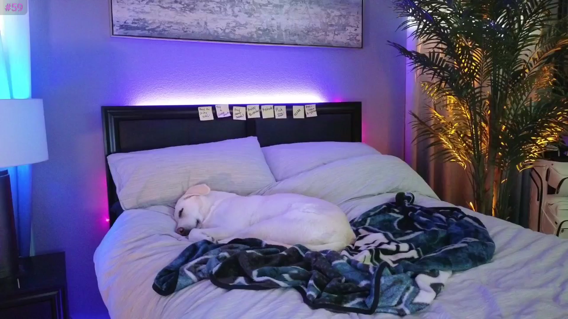 LexxiStar video thumbnail