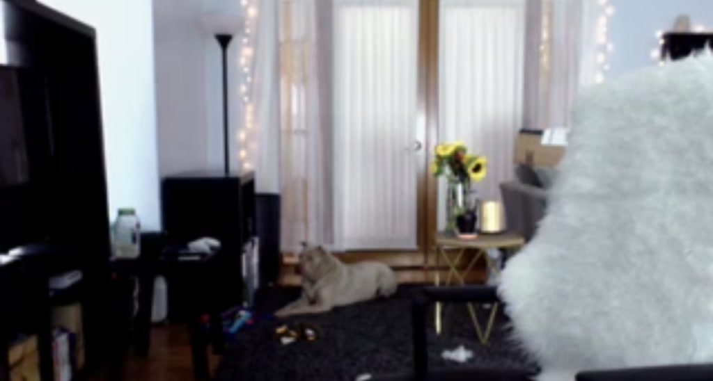FaunaGrey video thumbnail