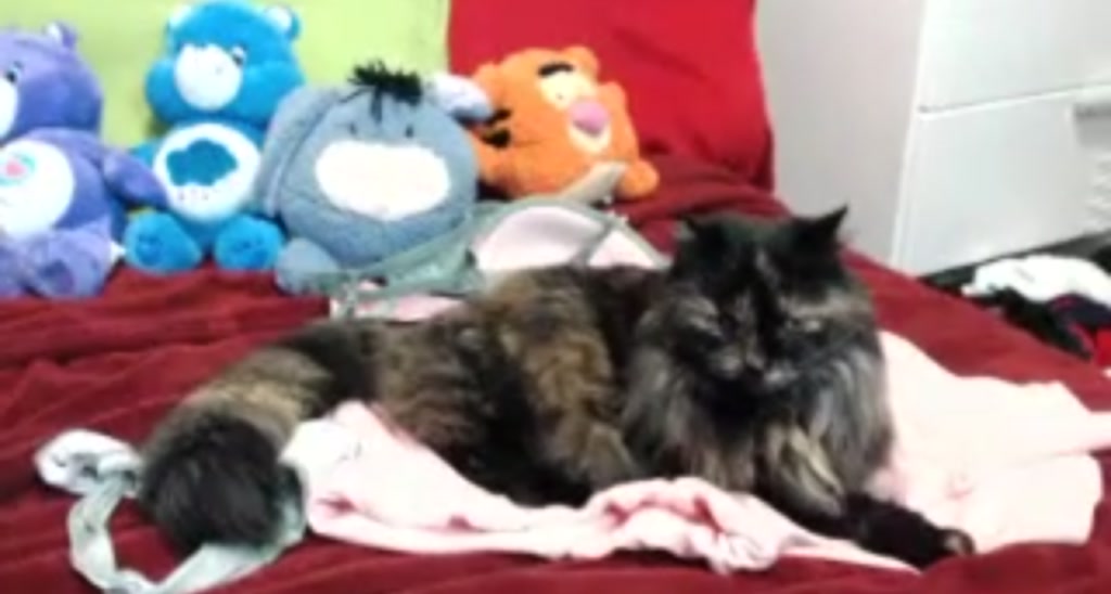 harley_raiyn video thumbnail