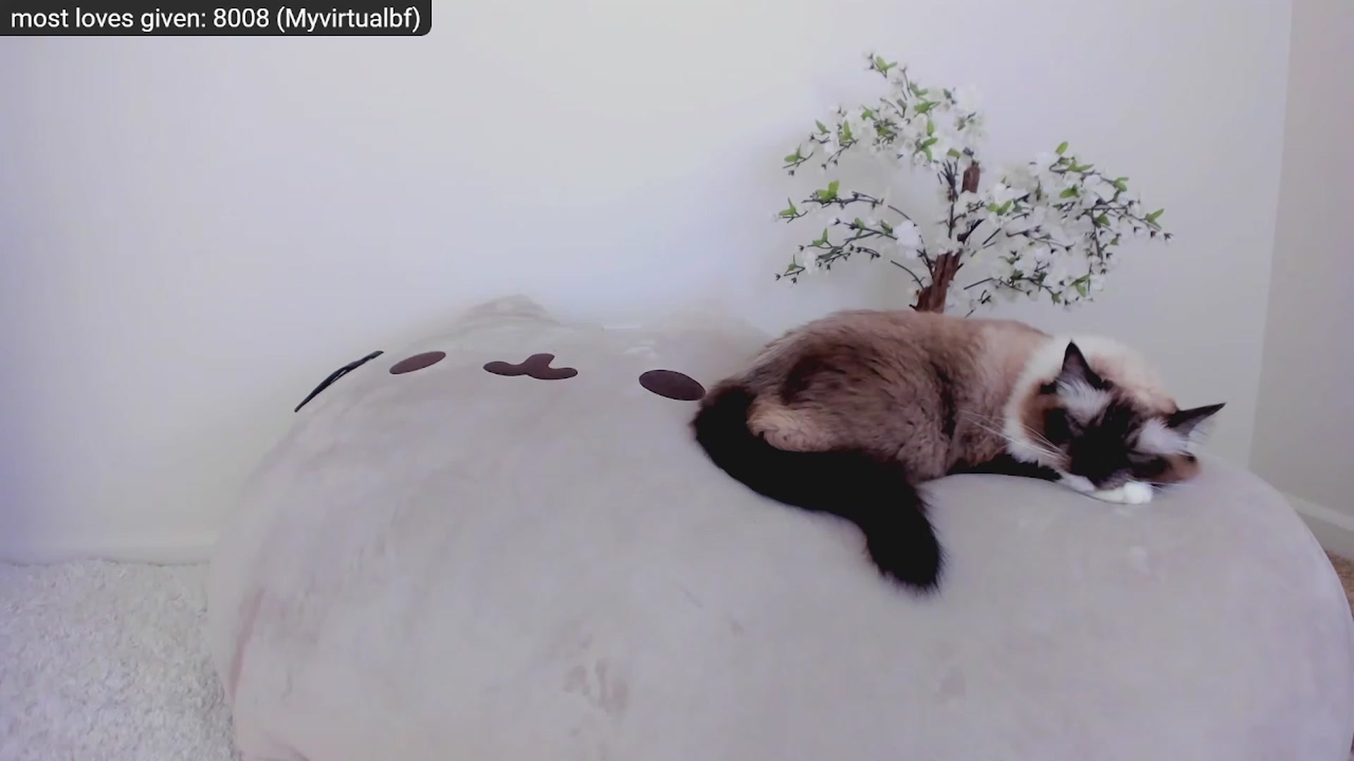 Kitty video thumbnail