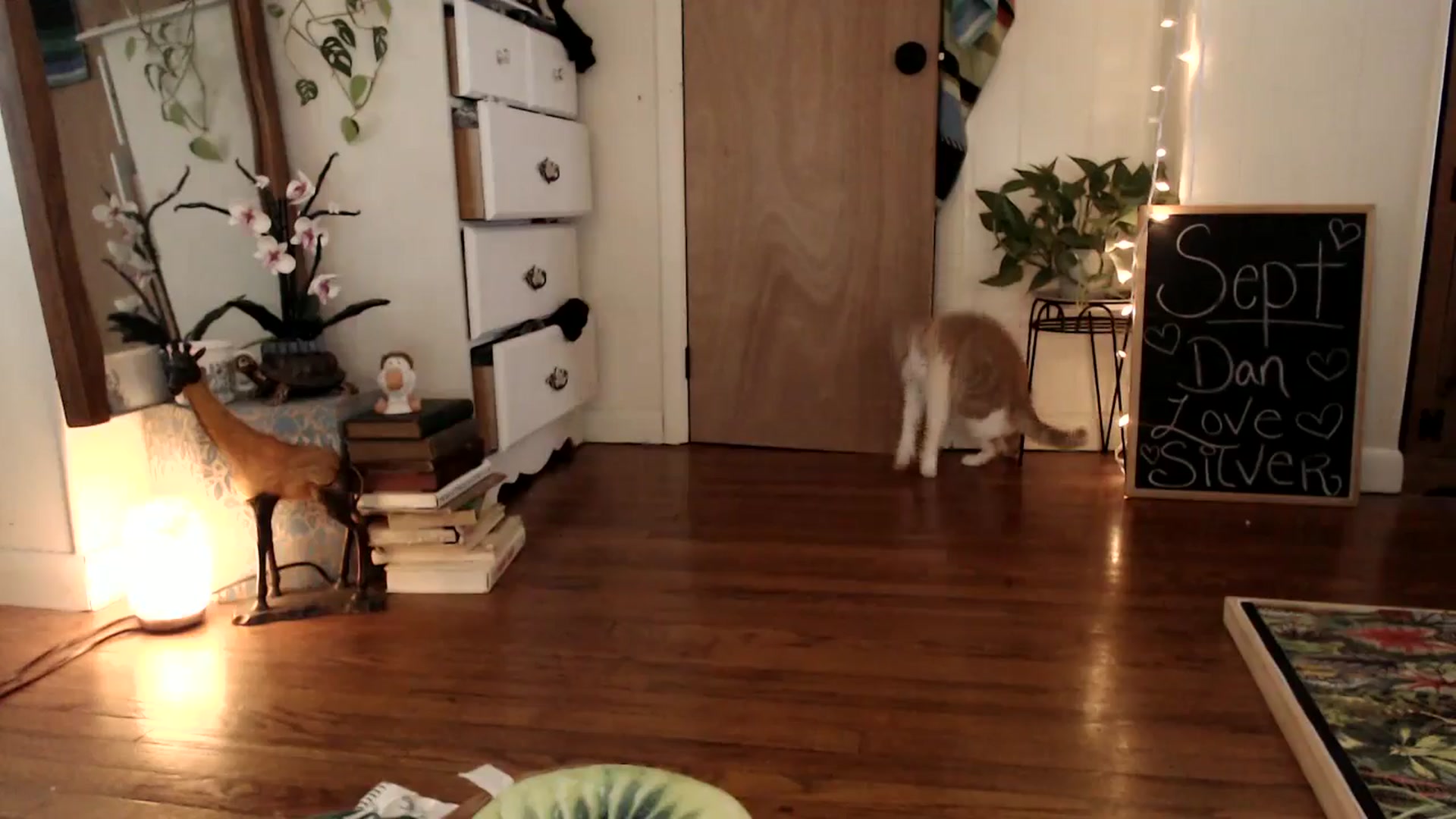 WildflowerEm video thumbnail