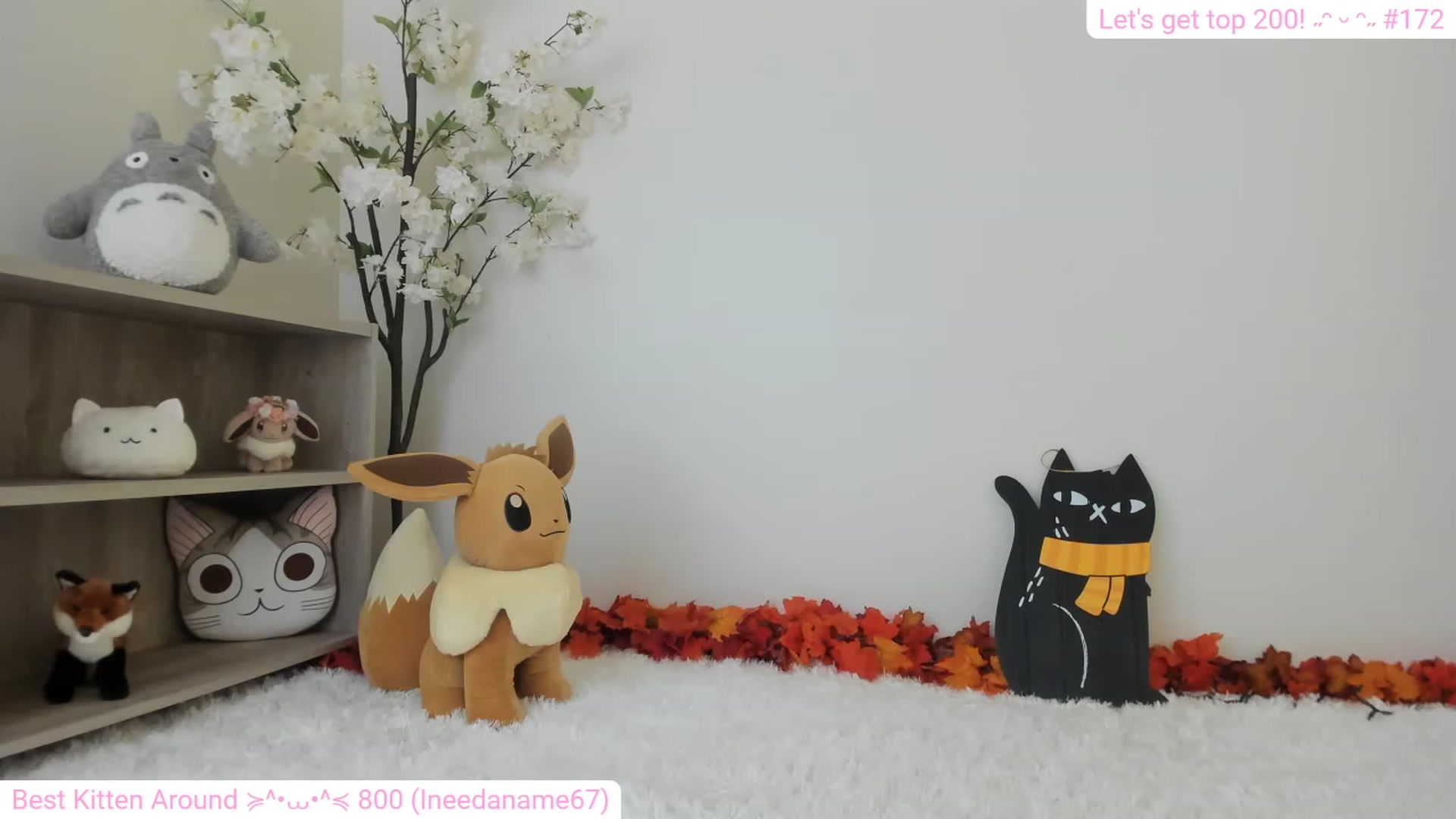 Kitty video thumbnail
