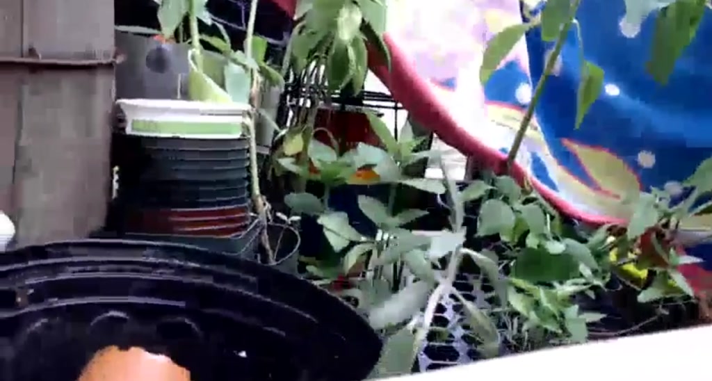 WildflowerEm video thumbnail