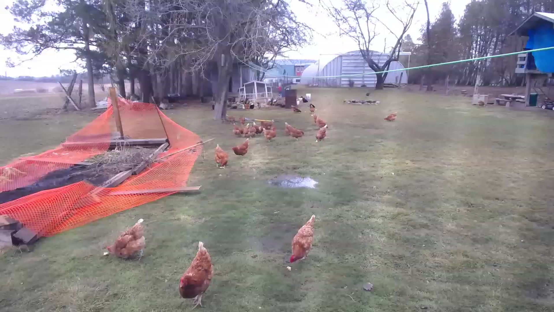 Country_Daisy video thumbnail