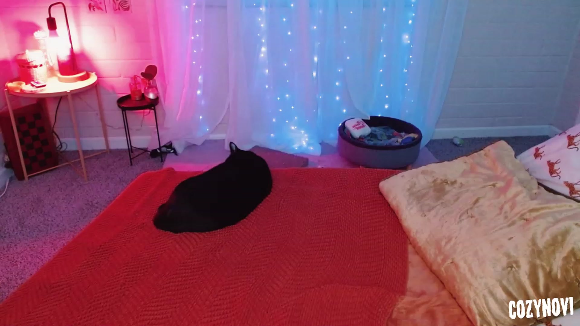 COZYNOVI video thumbnail