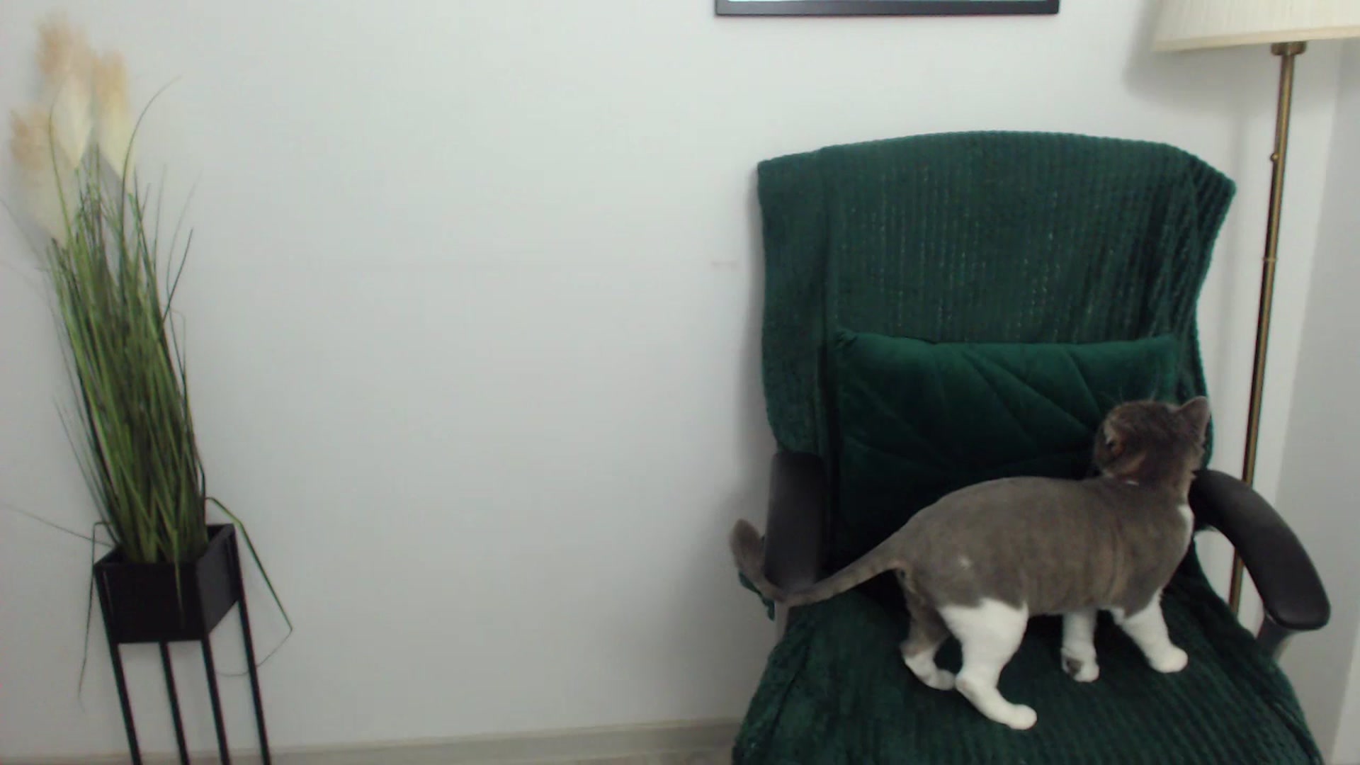 Mistress_Mia video thumbnail