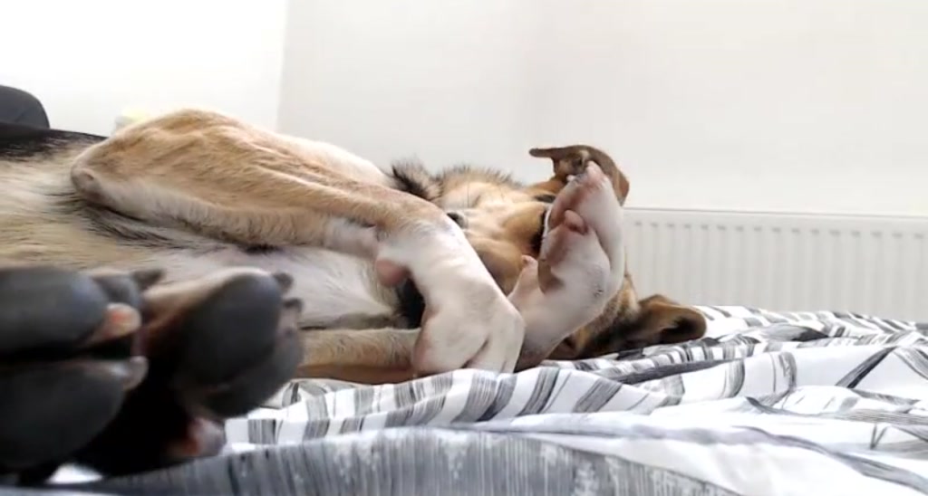 Kissofacobra video thumbnail