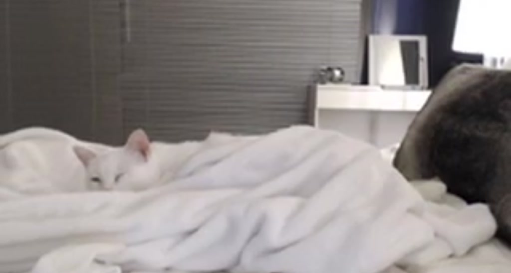 DesertRose92 video thumbnail