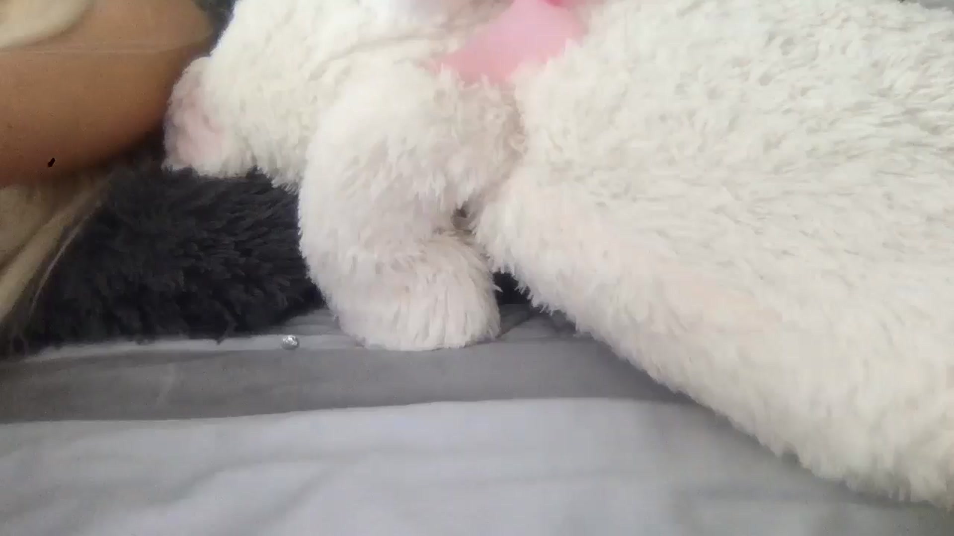 Barbxie video thumbnail