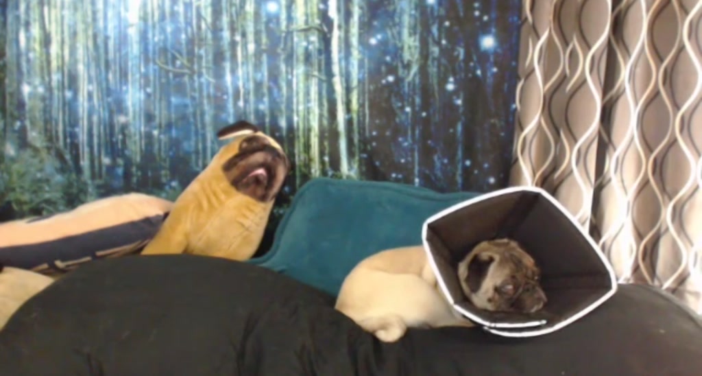 PillowPrncess video thumbnail