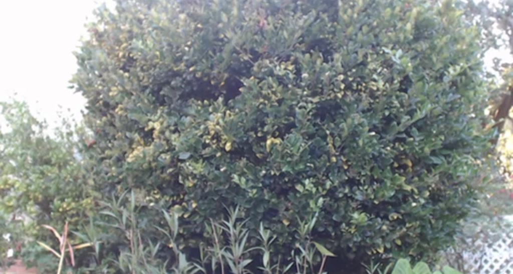 ella_xo video thumbnail