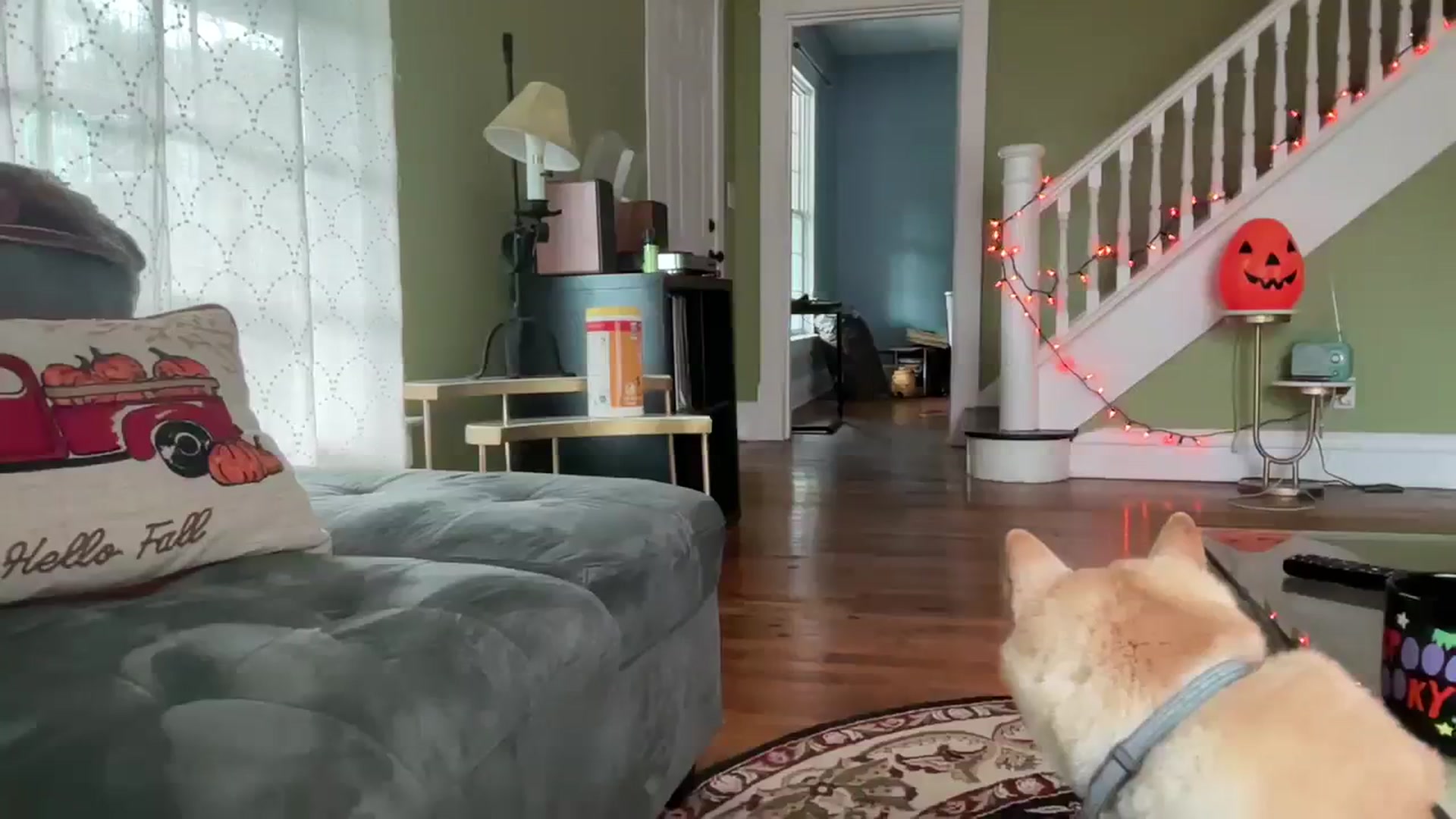 Jane_Fern video thumbnail