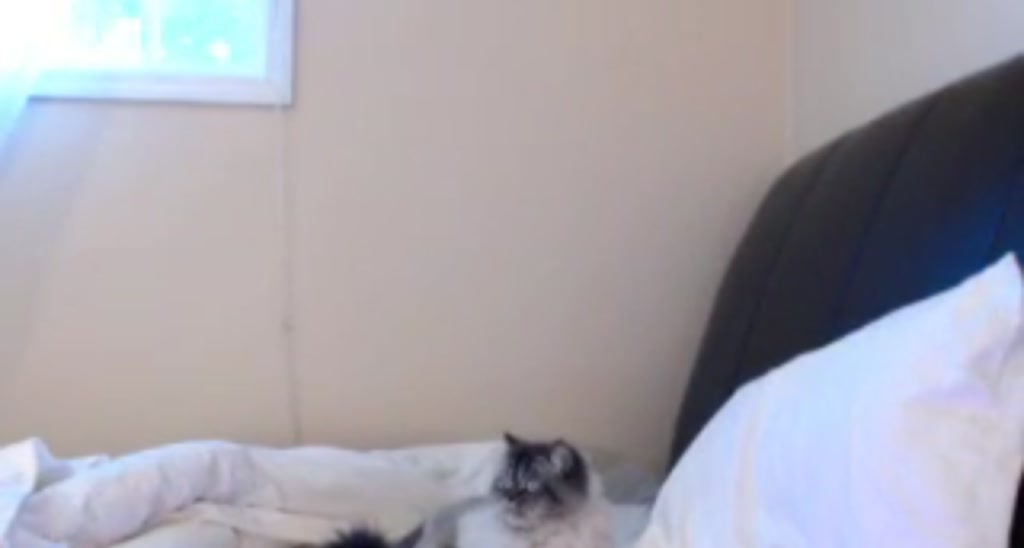 Mollyboots video thumbnail