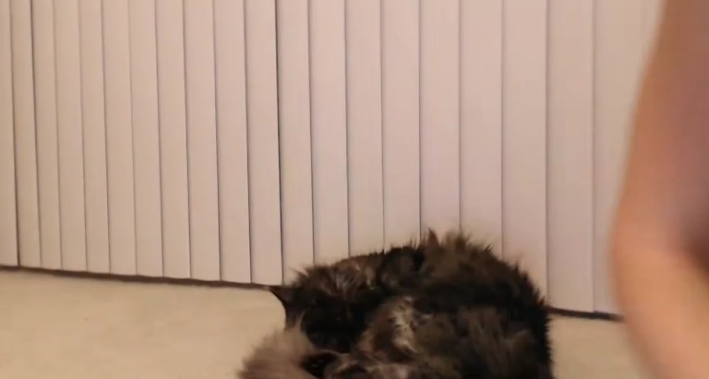 Katie video thumbnail