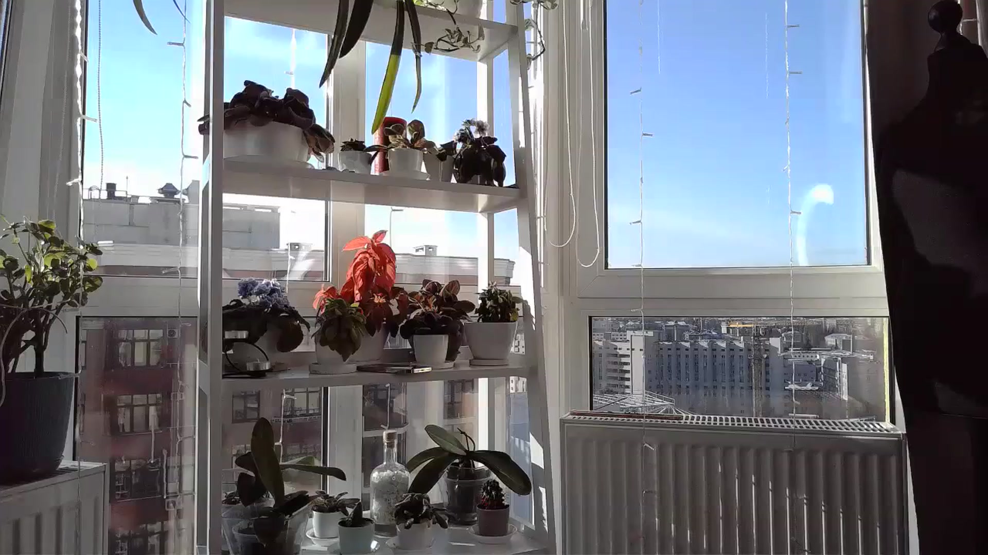 Sunrise_Jin video thumbnail