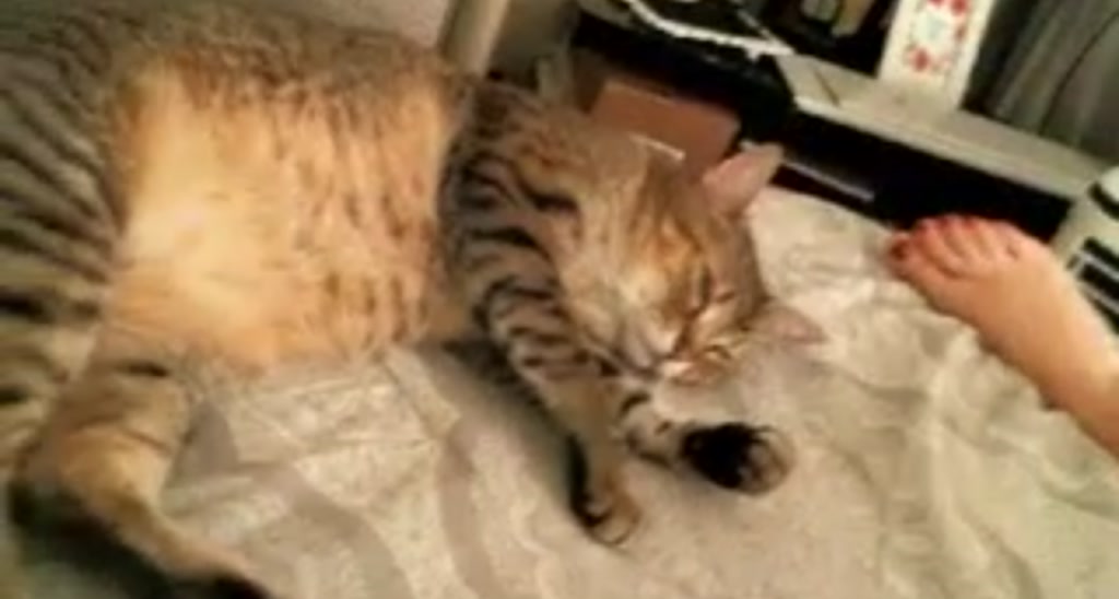 Katyykat video thumbnail