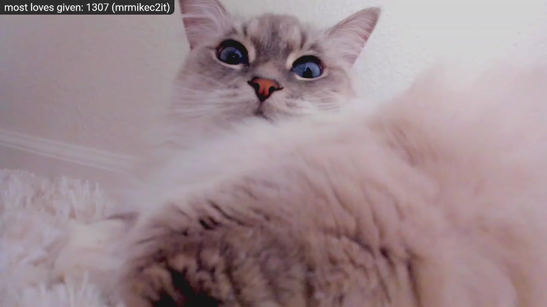 Kitty video thumbnail