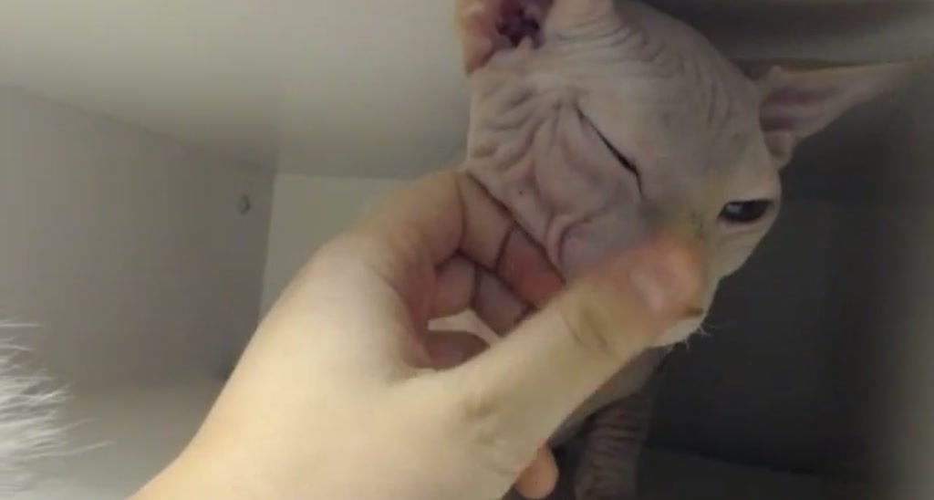EveNight video thumbnail